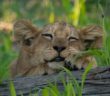 wwf_leone