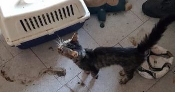 Modena, trovati in una casa tre gatti abbandonati, defedati, e un micio morto da tempo