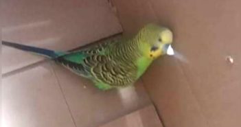 Trovato Pappagallo in via Tancia. Sì cerca la famiglia
