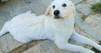 Volete innamorarvi? Ecco a voi Blanca