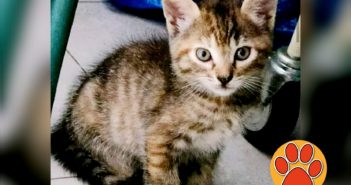 Bella gattina pronta per giocare ed essere amata da te