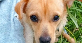 Rintracciata la famiglia della cagnolina trovata persa a Santa Rufina