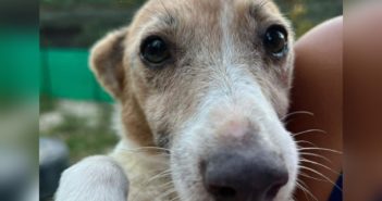 Lois è una nonnina, ha bisogno di una casa. A breve arriverà il freddo