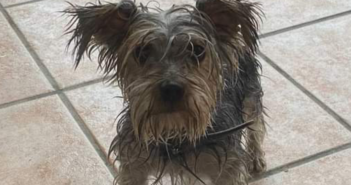 Tornato a casa il cagnolino zuppo di Passo Corese