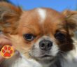 Una_giornata_da_cani_70_2022_tesori_a_quattro_zampe_14