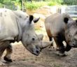 bioparco_roma_rinoceronte