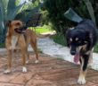 cane_Cagnoline_sabina_p&f