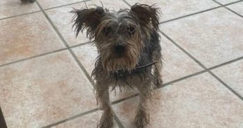 Cagnolino sotto la pioggia. Di chi è?
