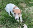 cane_Cagnolino_jack_russel_p&f