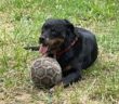 cane_Cagnolona_noa_p&f