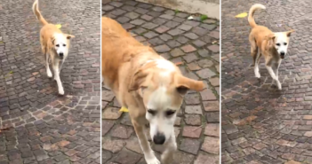Rieti, cane in via Liberato di Benedetto, senza collare