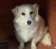 cane_camilla_Cagnolina_p&f