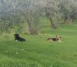 cane_cani_poggio_moiano_maria_laura