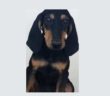 cane_cucciolo_segugio_simona_mari_jj_2