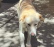 cane_poggio_mirteto