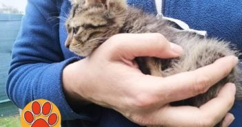 Gattino trovato al freddo cerca adozione