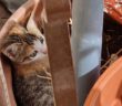 gatto_Gattino_quattro_Strade