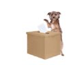 oipa_Cane_seggio_urna_elettorale