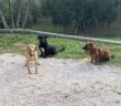cane_cani_p&f_montopoli_di_sabina