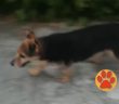 cane_cagnolina_anziana_smarrita