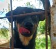 cane_cagnolina_hope_rifugio_fiocco