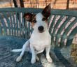 cane_cagnolino_peter_p&f