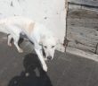 cane_castelnuovo_di_Farfa