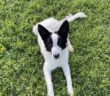 cane_leila_orvinio_di_azzurra_bernabei