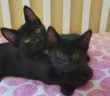gatti_gattini_andrea_e_giuliano