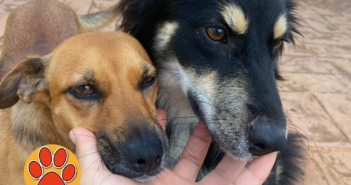 VIDEO – La volontaria Michela ci presenta due bellissime cagnoline in cerca di adozione