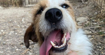 Rocky è un Jack Russell senza famiglia