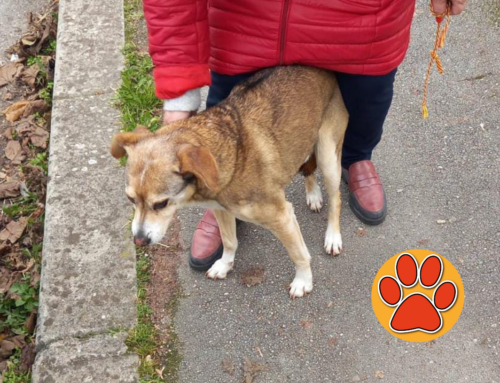 Cagnolino fermato in viale de Juliis a Rieti. Di chi è?