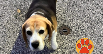 Beagle avvistato a Rieti, zona via Bernadinetti