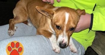 È finito in canile il cagnolino trovato in zona aeroporto (Rieti)