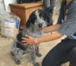 cane_Cagnolino_fire_loredana_sofia