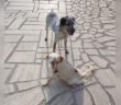 cane_cagnoline_diana_romina_quattro_Strada_acquamartina_