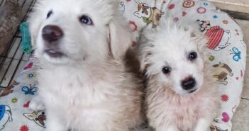 Due fratellini speciali in cerca di famiglia. Il piccolo ha una malformazione. Rischiano il canile