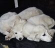 cane_cani_cuccioli_loredana_sofia