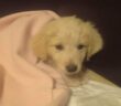 cane_cucciola_sabina_anna_linda