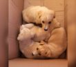 cane_cuccioli_frasso_sabino_adottati_Raffy