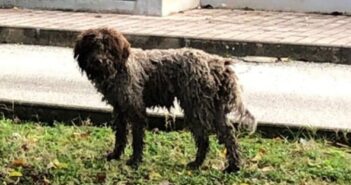 Segnalato a Rieti, mal messo. Chi può lo fermi