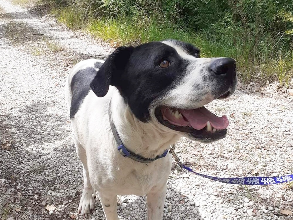 CSI Urine - Eliminatore Macchie E Odori Per Animali Domestici 500ml - Foto 3