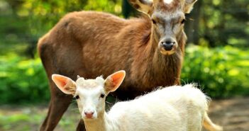Il daino albino George e il cervo Battista insieme al CRAS Stella del Nord