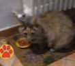 gatta_gattina_ritrovata_famiglia_campomoro