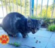gatto_gattino