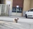 lagotto_rieti_lagottino_strada