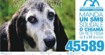 Randagismo, fino al 17 dicembre SMS o chiamate da fisso al 45589 per salvare gli animali abbandonati