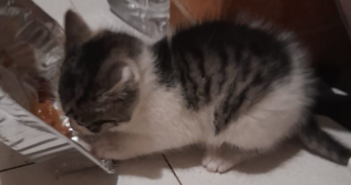 Sabina, si cerca adozione per questa cucciola salvata in strada