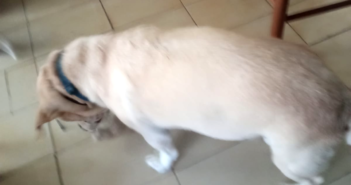 Rocky ha perso la mamma ed è rimasto orfano. Ora si trova in canile