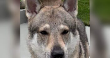 È stato perso Bosco in provincia di Firenze, cane lupo Cecoslovacco. Chi l’ha visto?